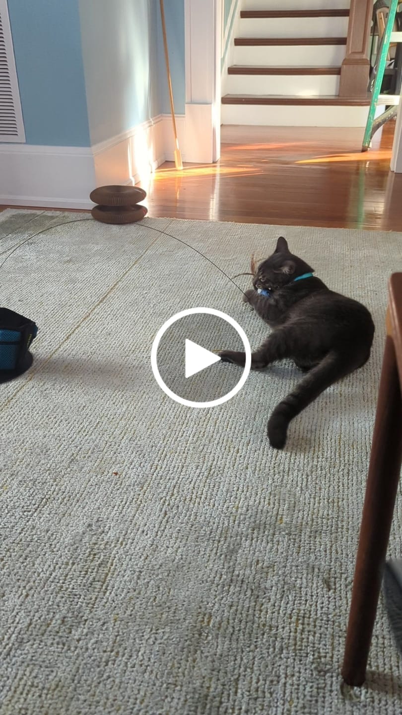Customer video review of Interactive Bird Simulation Cat Toy Hybrid Bundle