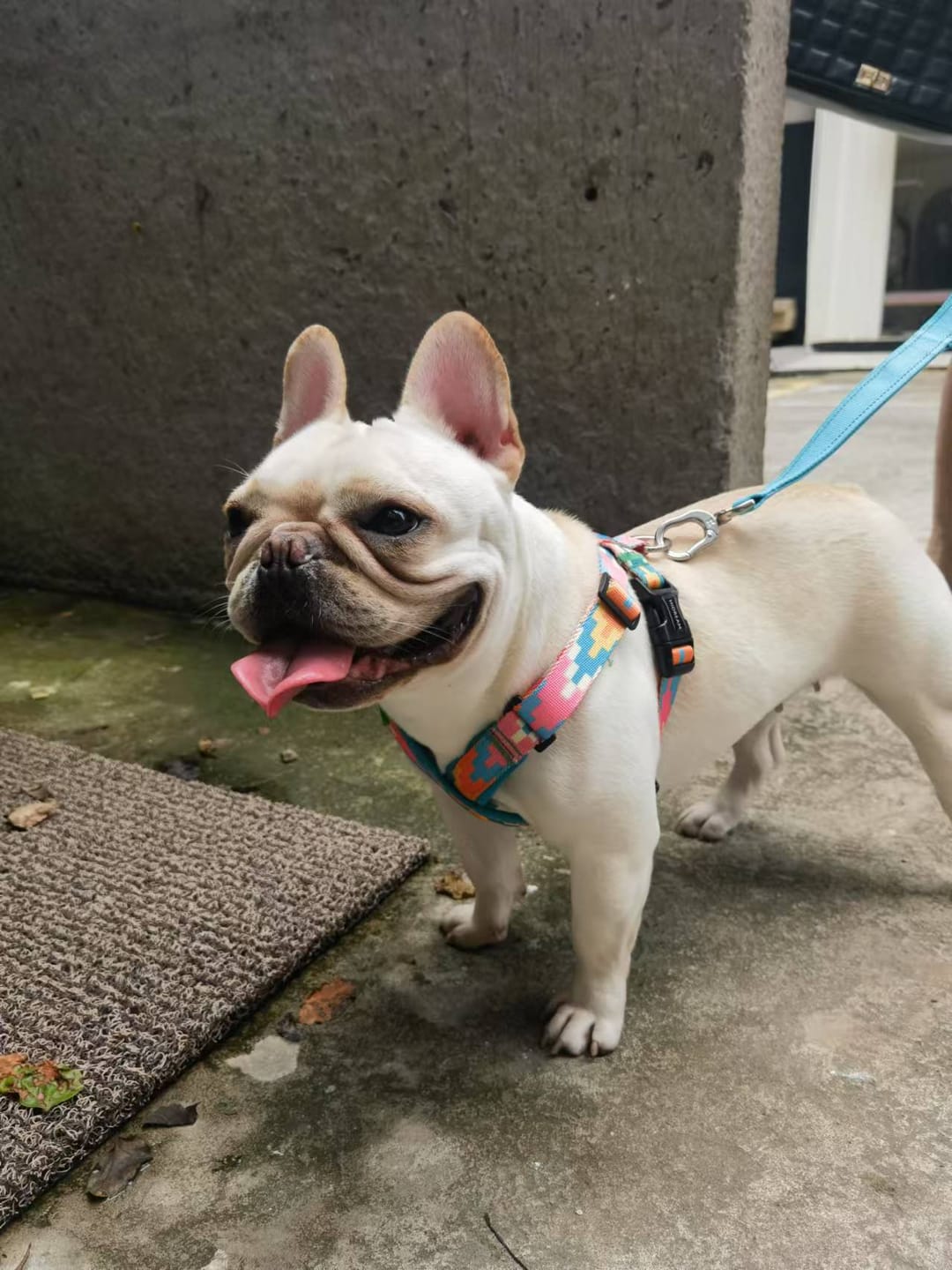 Customer photo review of Colorful PRO Protective Trachea Dog X Harness And 3-Way Buffer Traction Dog  Leash Set