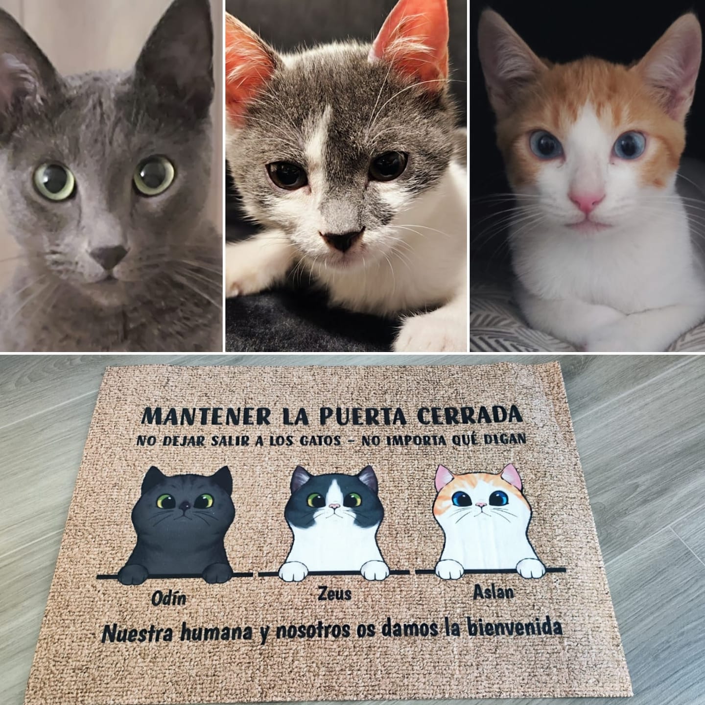 Customer photo review of Bienvenidos a lo de gatos curiosos - Felpudo personalizado