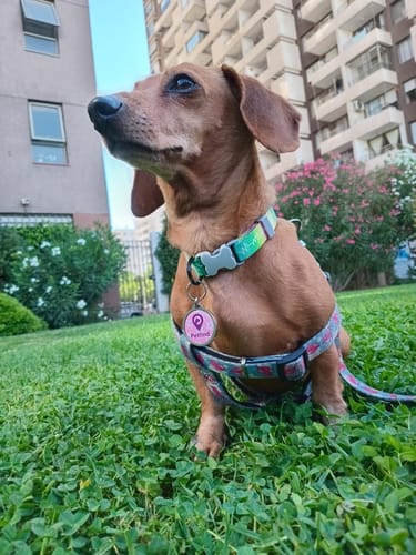 Customer photo review of Placa Rosada Flores