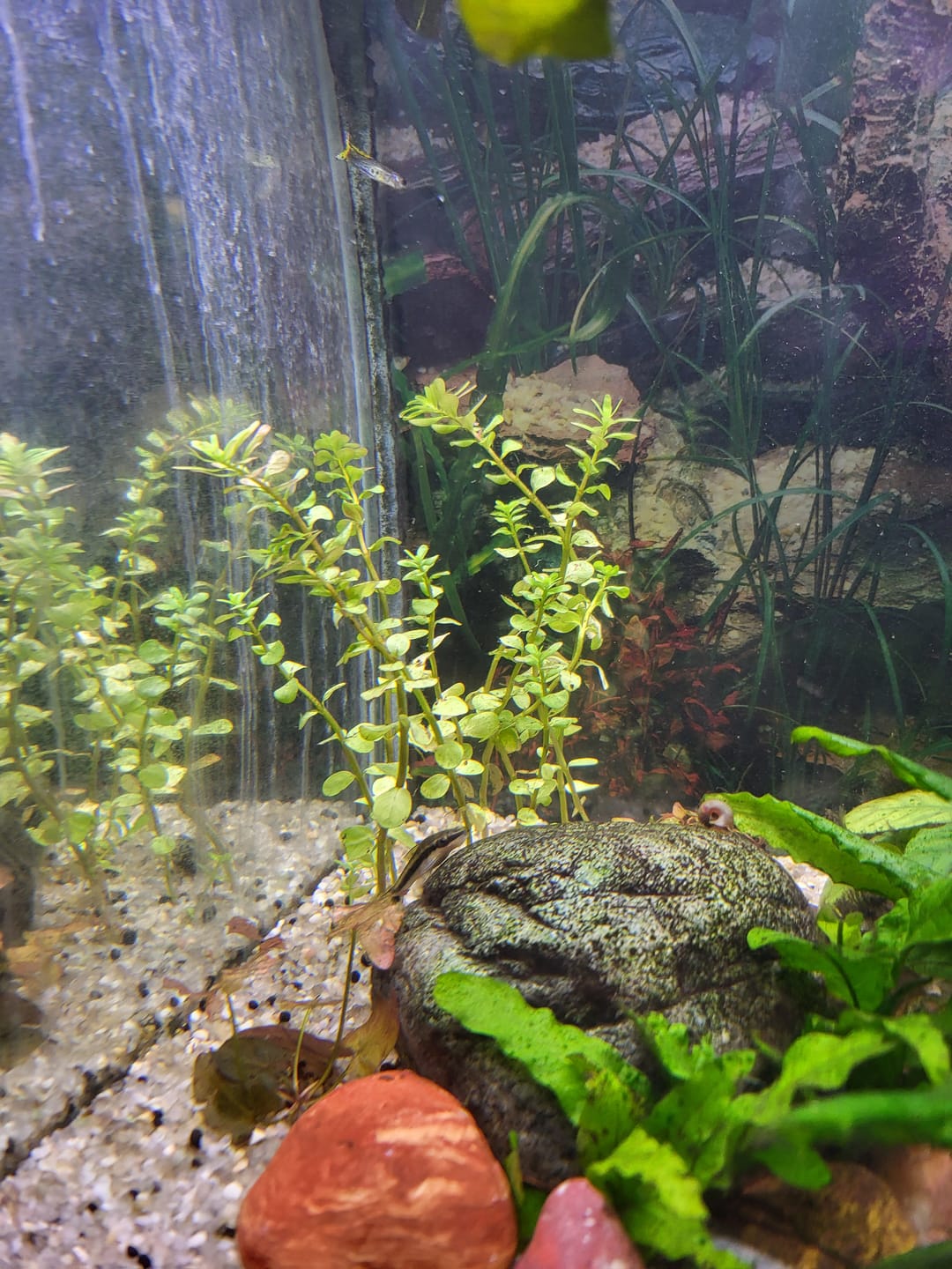 Customer photo review of Rotala Rotundifolia