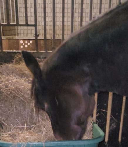 Customer photo review of Strotonin Horse Support