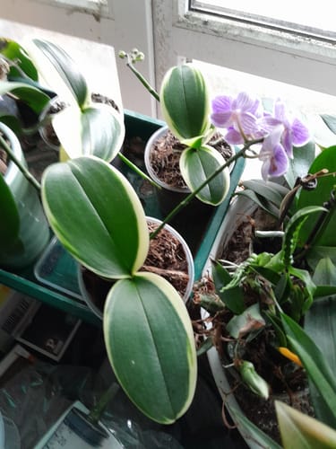 Customer photo review of Phalaenopsis Vivien variegata mit panaschiertem Laub und 1+ Rispen