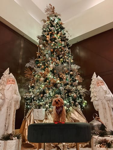 Customer photo review of WagWellies® Mojave