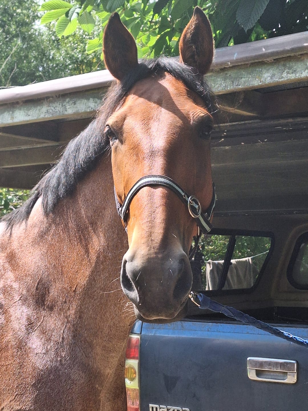 Customer photo review of Digestive HP - Sporthorse gut supplement