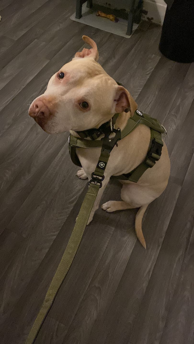 Customer photo review of 1.4m Swivel Combat Lead | Anti-Tangle & Secure Clip - Khaki