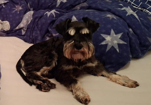 Customer photo review of Shiny Hair