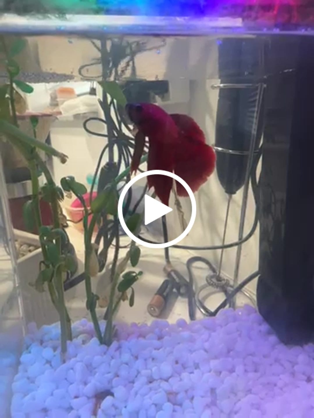 Customer video review of Super Red Halfmoon Male Betta Fish