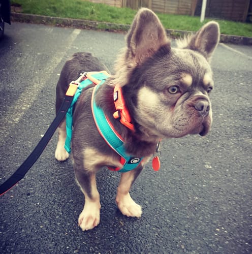 undefined review of Slip N' Clip Collar | XS-M Breeds - Orange image 1 out of 1