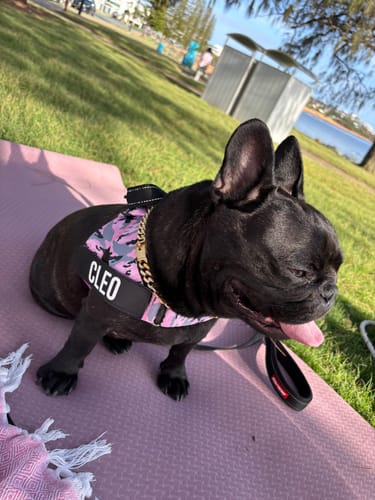 Customer photo review of Dog Harness