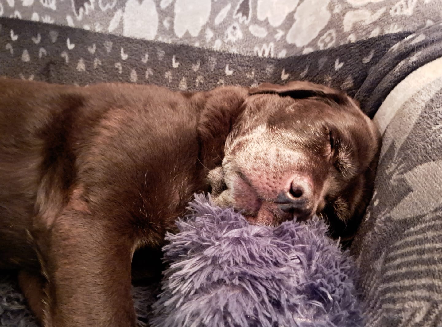 Customer photo review of Emmalove - Flauschiges Hundebett für dein Sofa