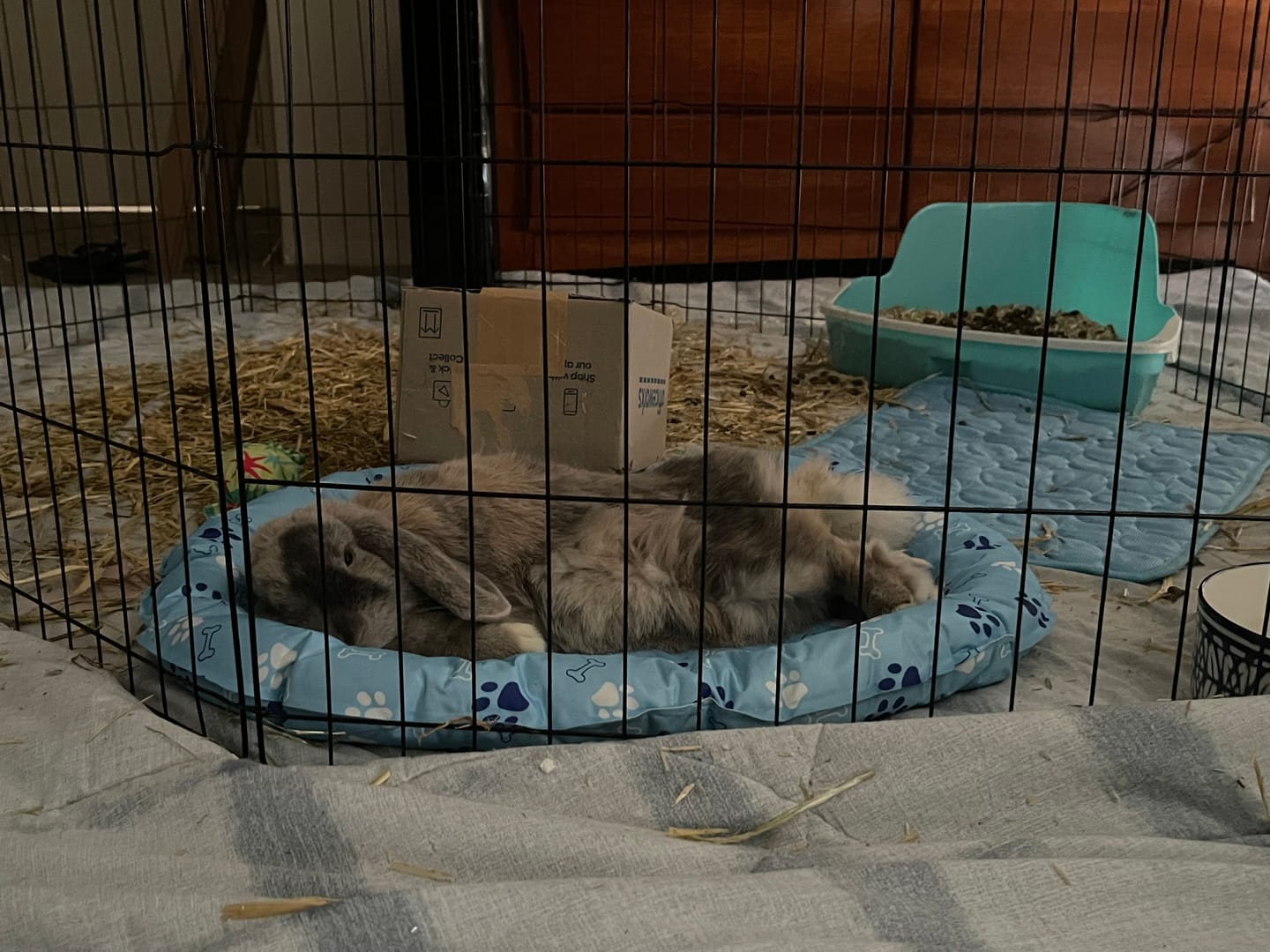 Customer photo review of Pawz Pet Cooling Mat Dog Cat Gel Non-Toxic Bed Pillow Self-cool Summer Ice Pad