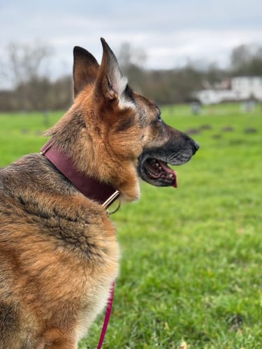 Customer photo review of 2" Tacti Luxe Dog Collar - Rose Gold - Chocolate