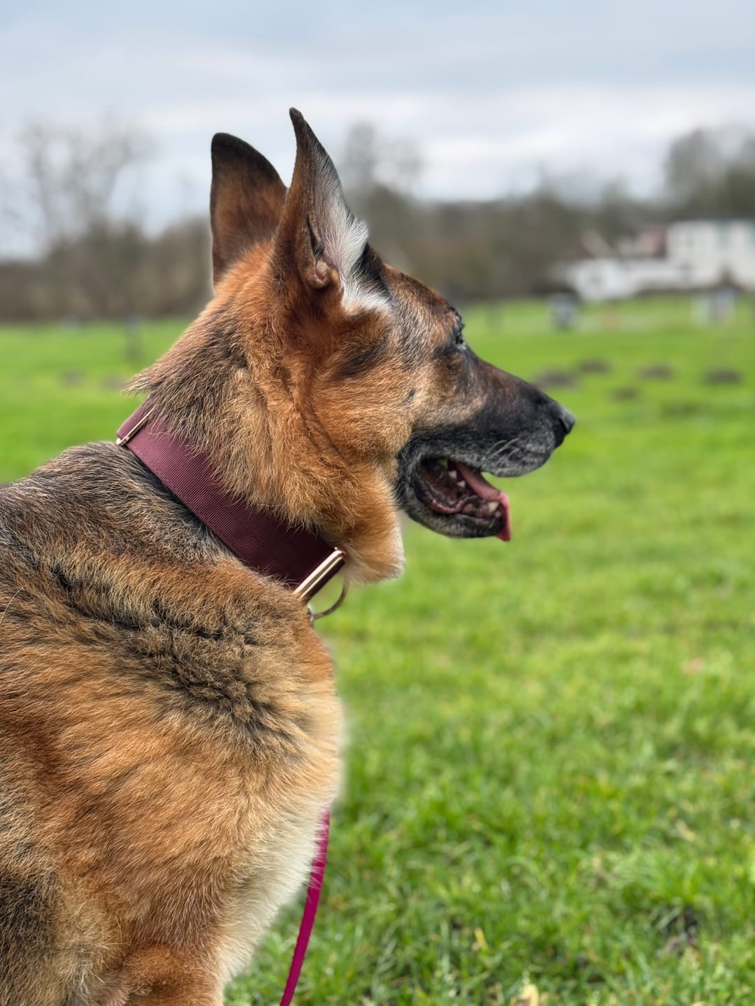 Customer photo review of 2" Tacti Luxe Dog Collar - Rose Gold - Chocolate