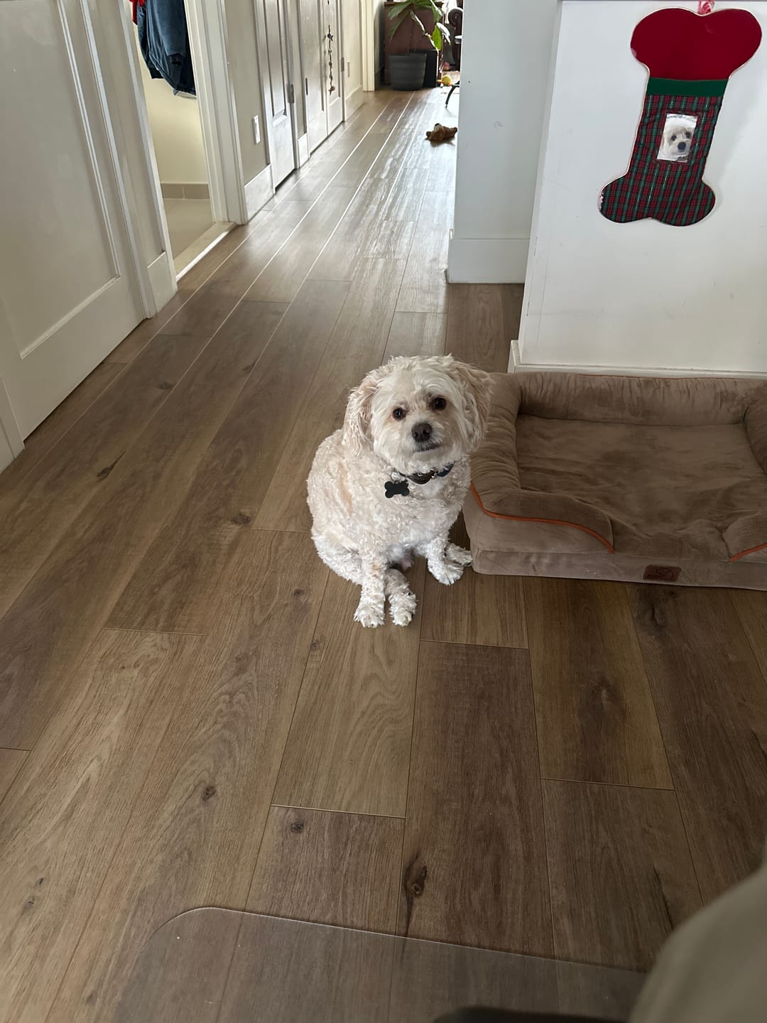 Customer photo review of Power Bully Sticks - 2-3 Inch