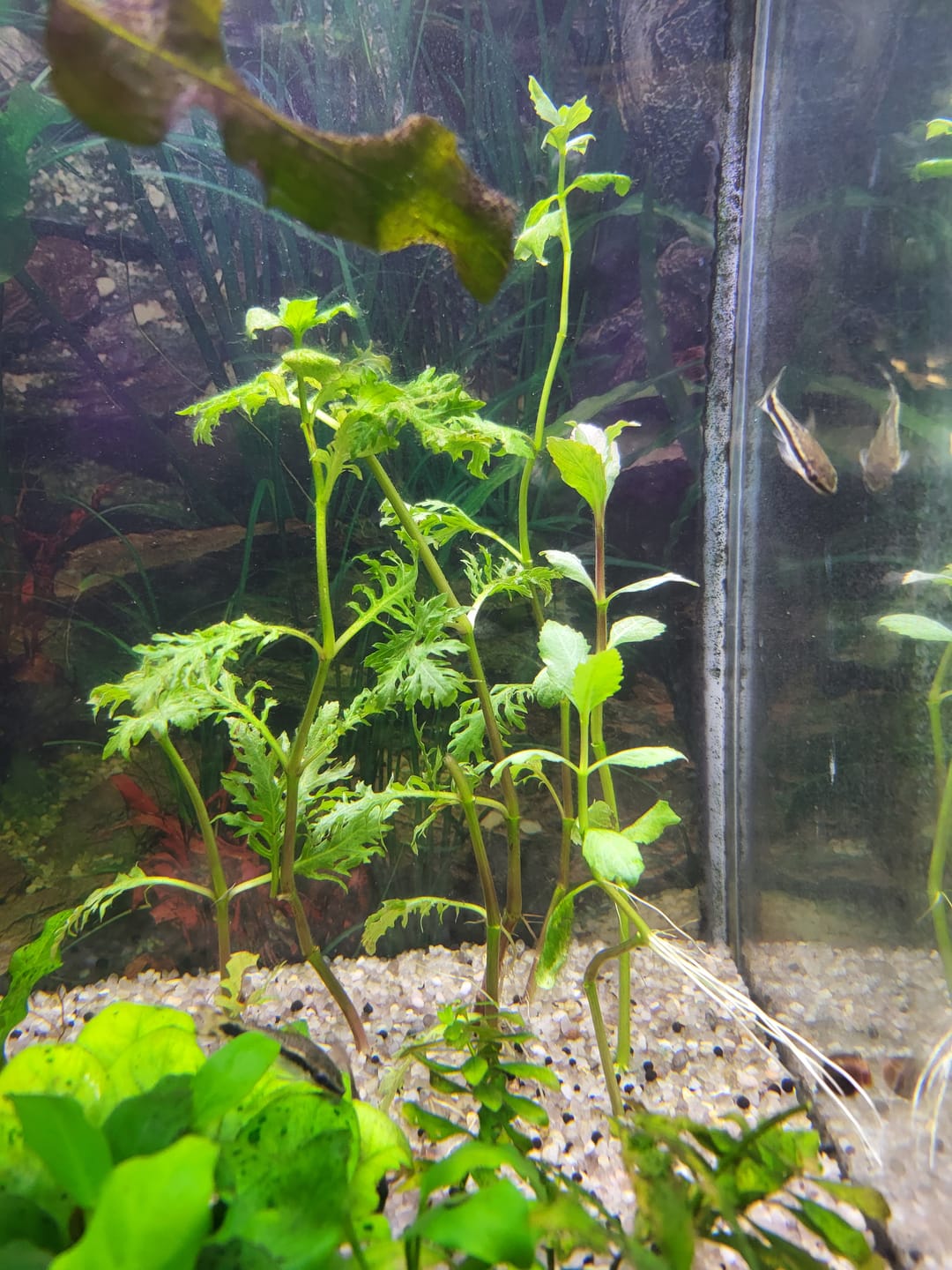 Customer photo review of Water Wisteria (Hygrophila difformis)