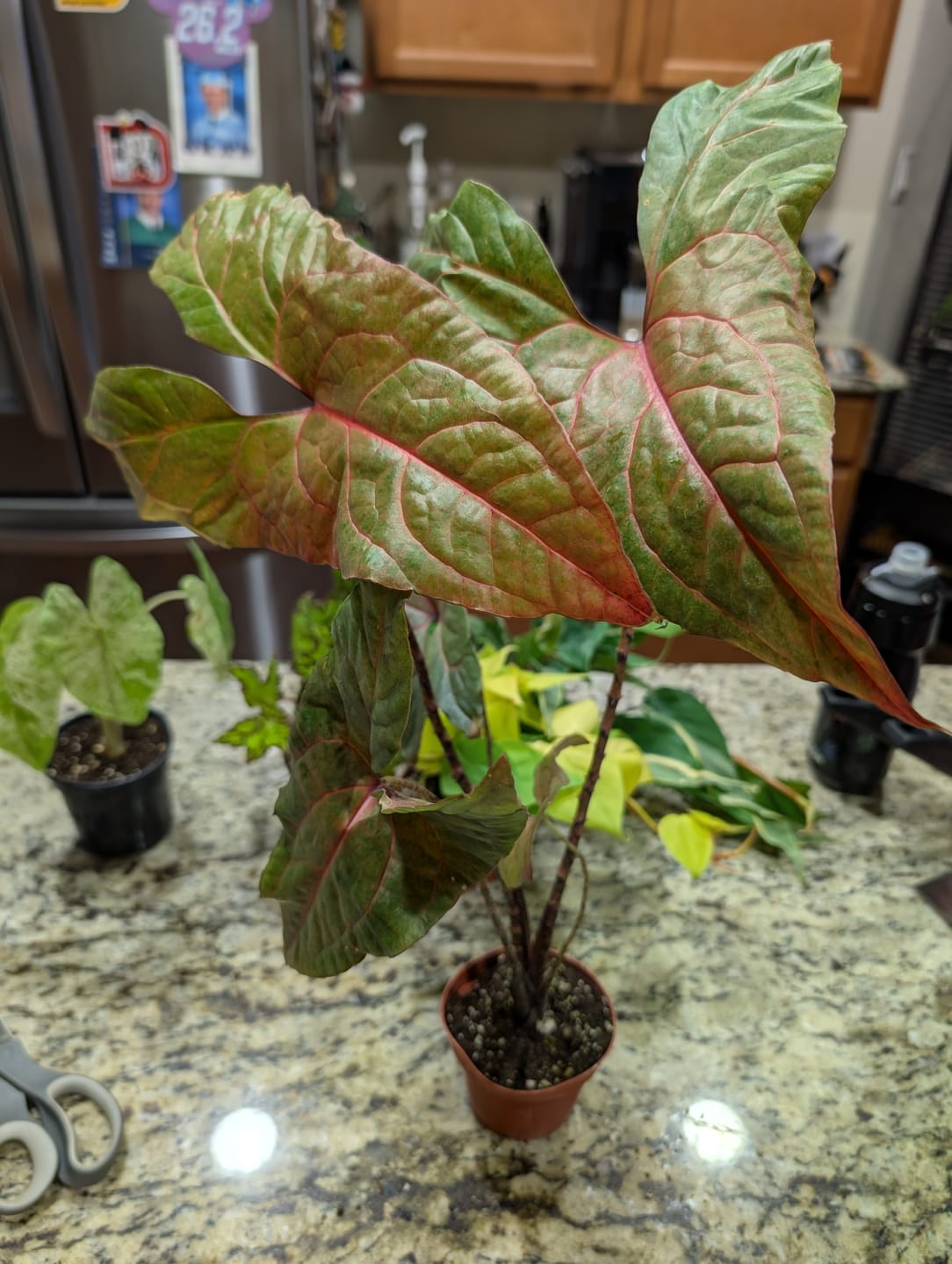 Customer photo review of Cyrtosperma johnstonii