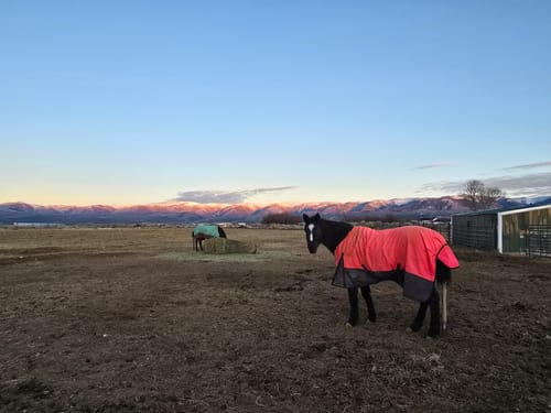 Customer photo review of Hay Chix® Large Bale Net - 6'