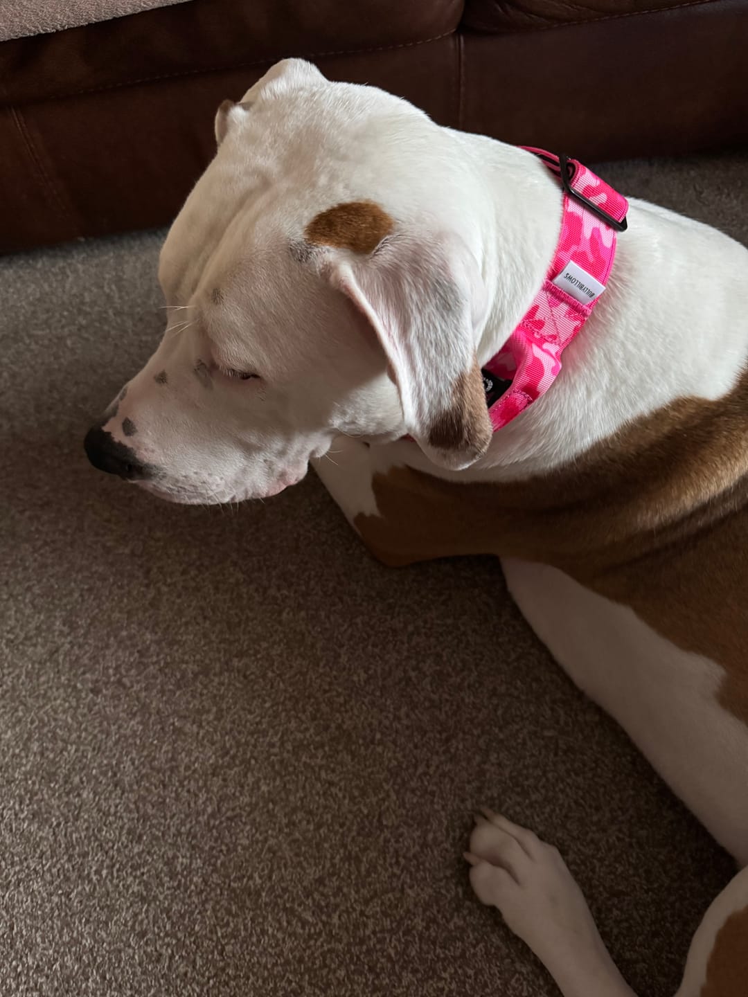 Customer photo review of 5cm Combat® Collar | With Handle & Secure Clip - Bubblegum