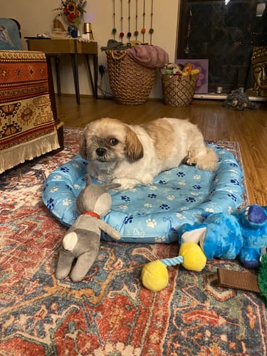 Customer photo review of Pawz Pet Cooling Mat Dog Cat Gel Non-Toxic Bed Pillow Self-cool Summer Ice Pad