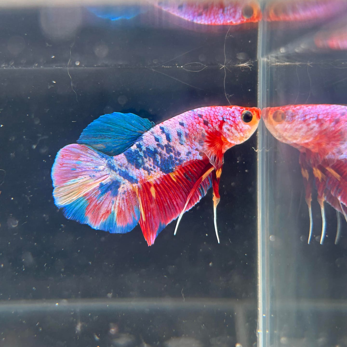 Customer photo review of Multicolor King Giant Plakat Male Betta Fish | Mystery Betta