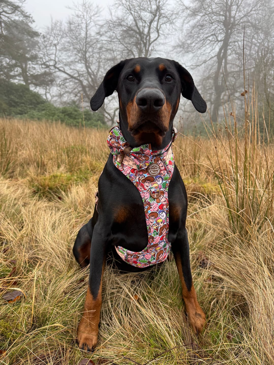 Customer photo review of Tough Trails™ Harness - Toy Story Friends