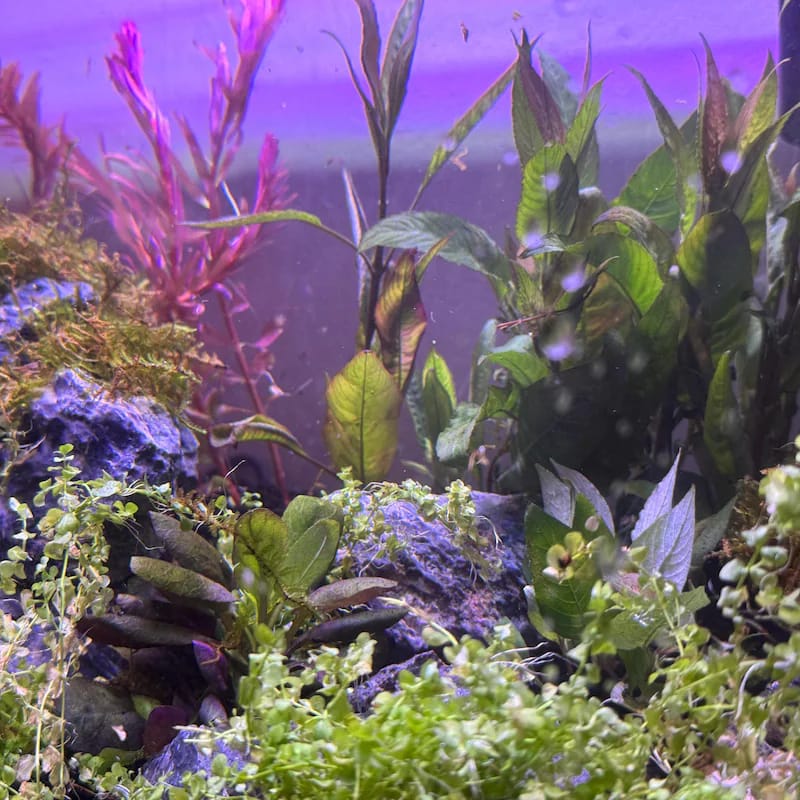 Customer photo review of Christmas Moss