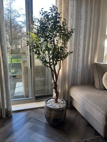 Customer photo review of Kunst Olijfboom 150cm (lichte stam)