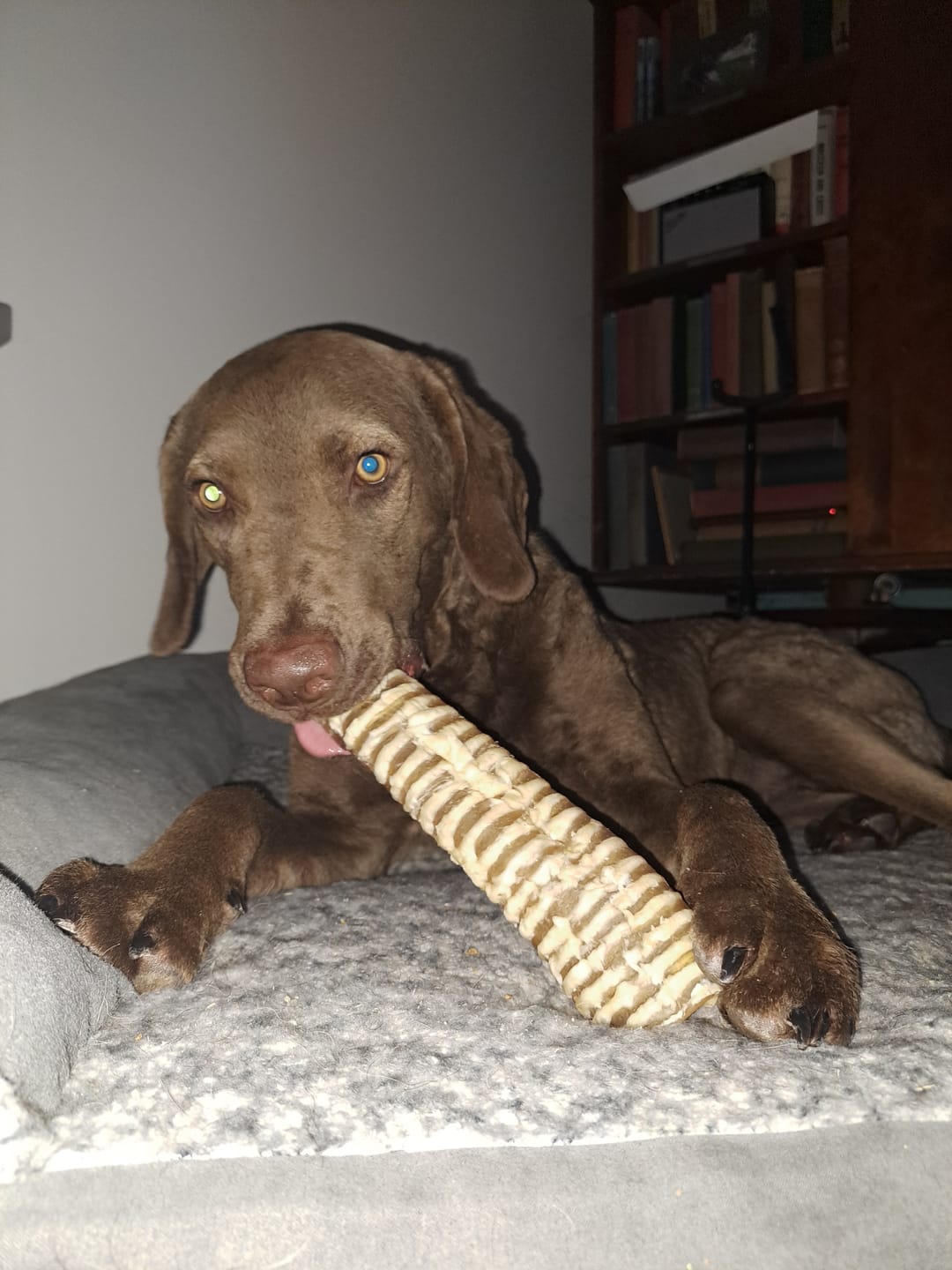 Customer photo review of 12 Inch Beef Trachea