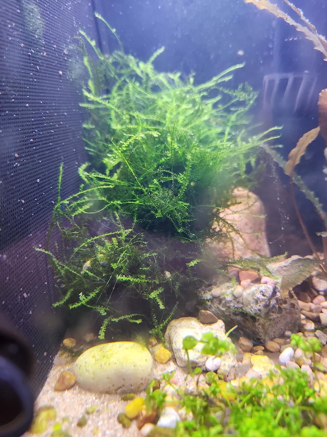 Customer photo review of Christmas Moss