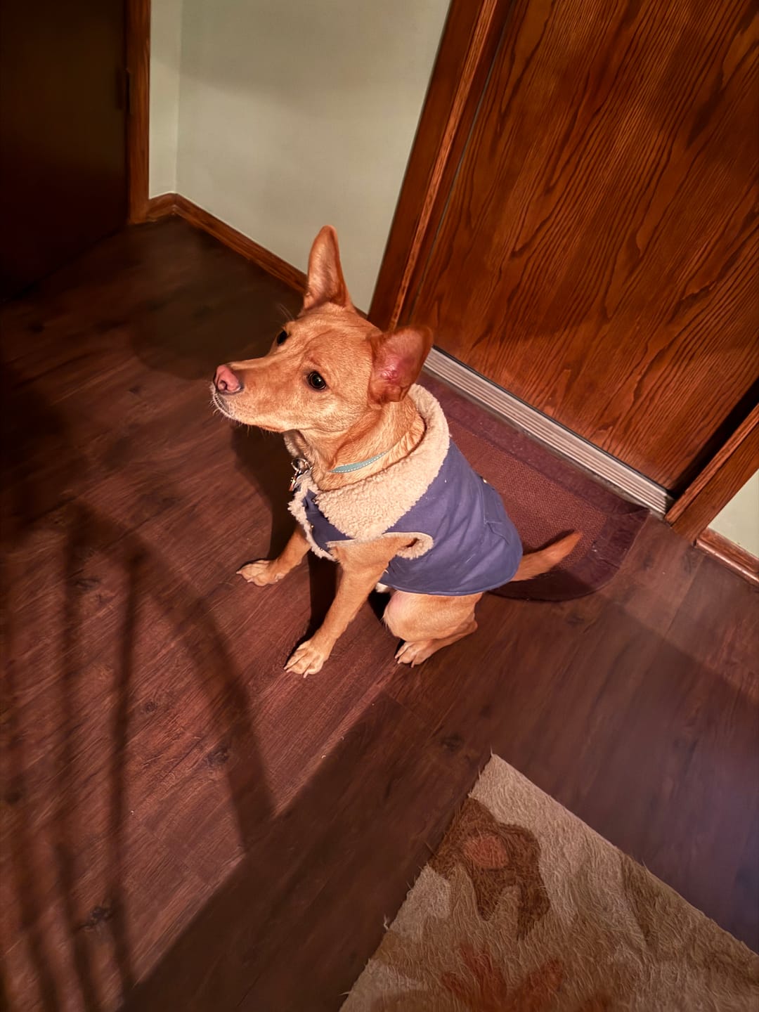 Customer photo review of Workdog Insulated Utility Jacket Jackets