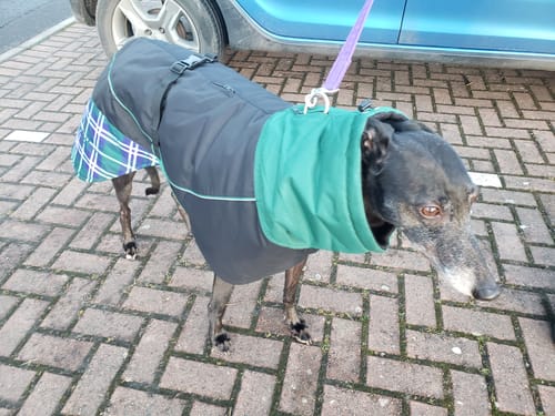Customer photo review of Felton - Sighthound Coat with Underbelly and Harness Hole