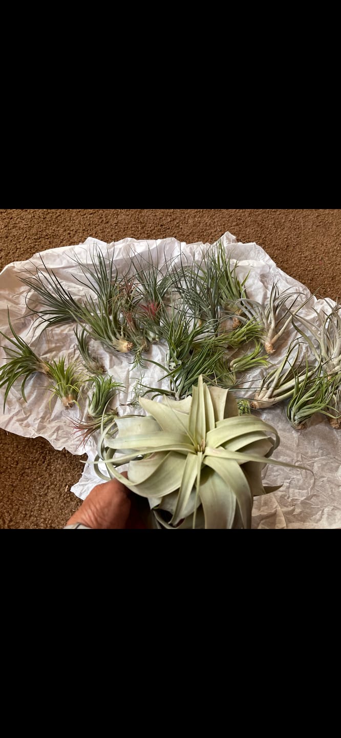Customer photo review of B Quality Greenhouse Mix 10 Plant Pack