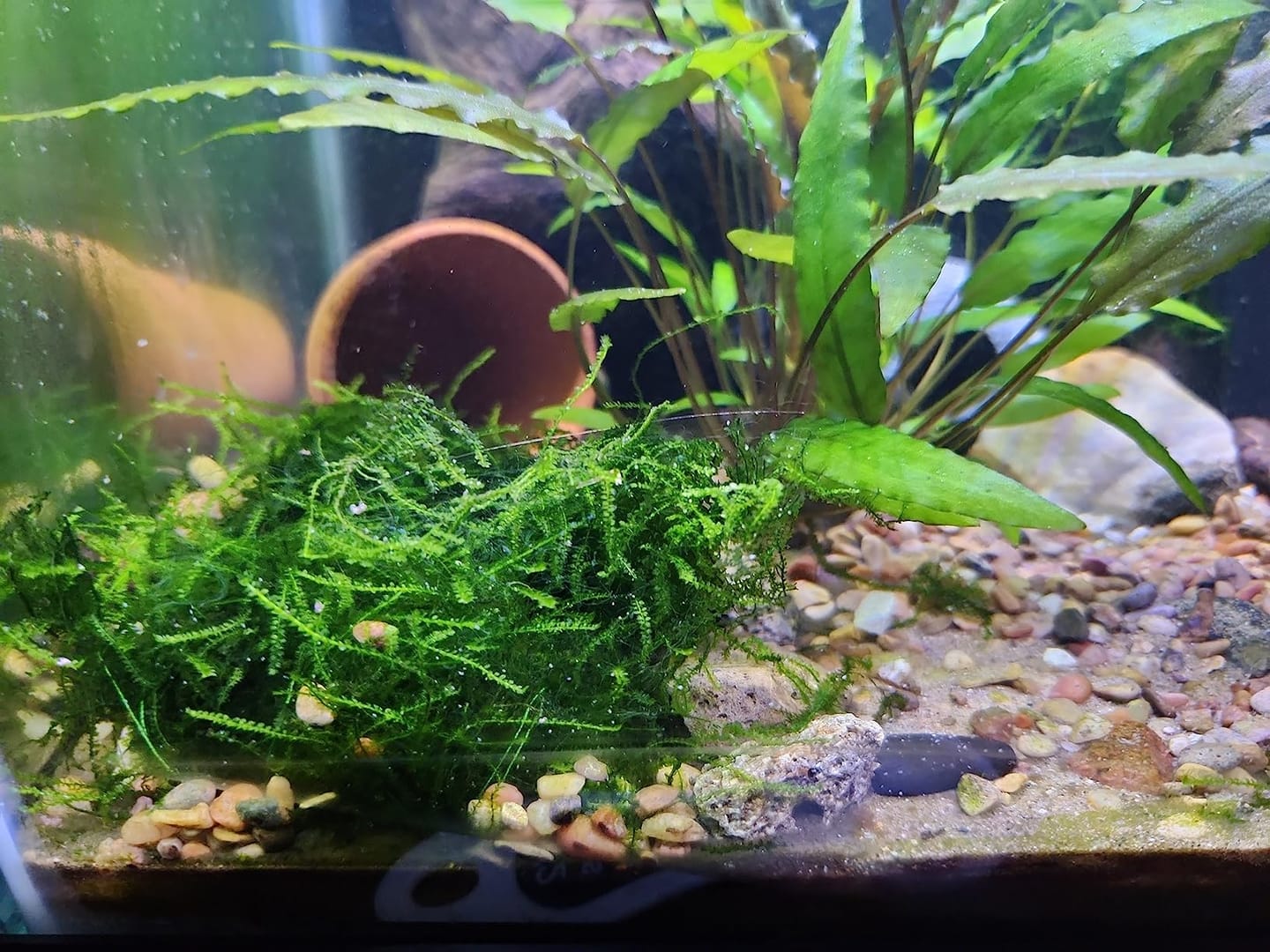 Customer photo review of Christmas Moss