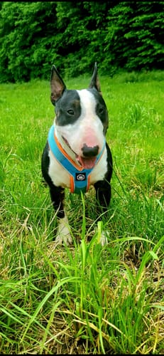 Customer photo review of Slip on Harness | Foam Padded - Light Blue x Orange