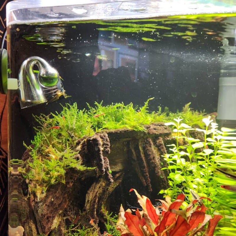 Customer photo review of Christmas Moss