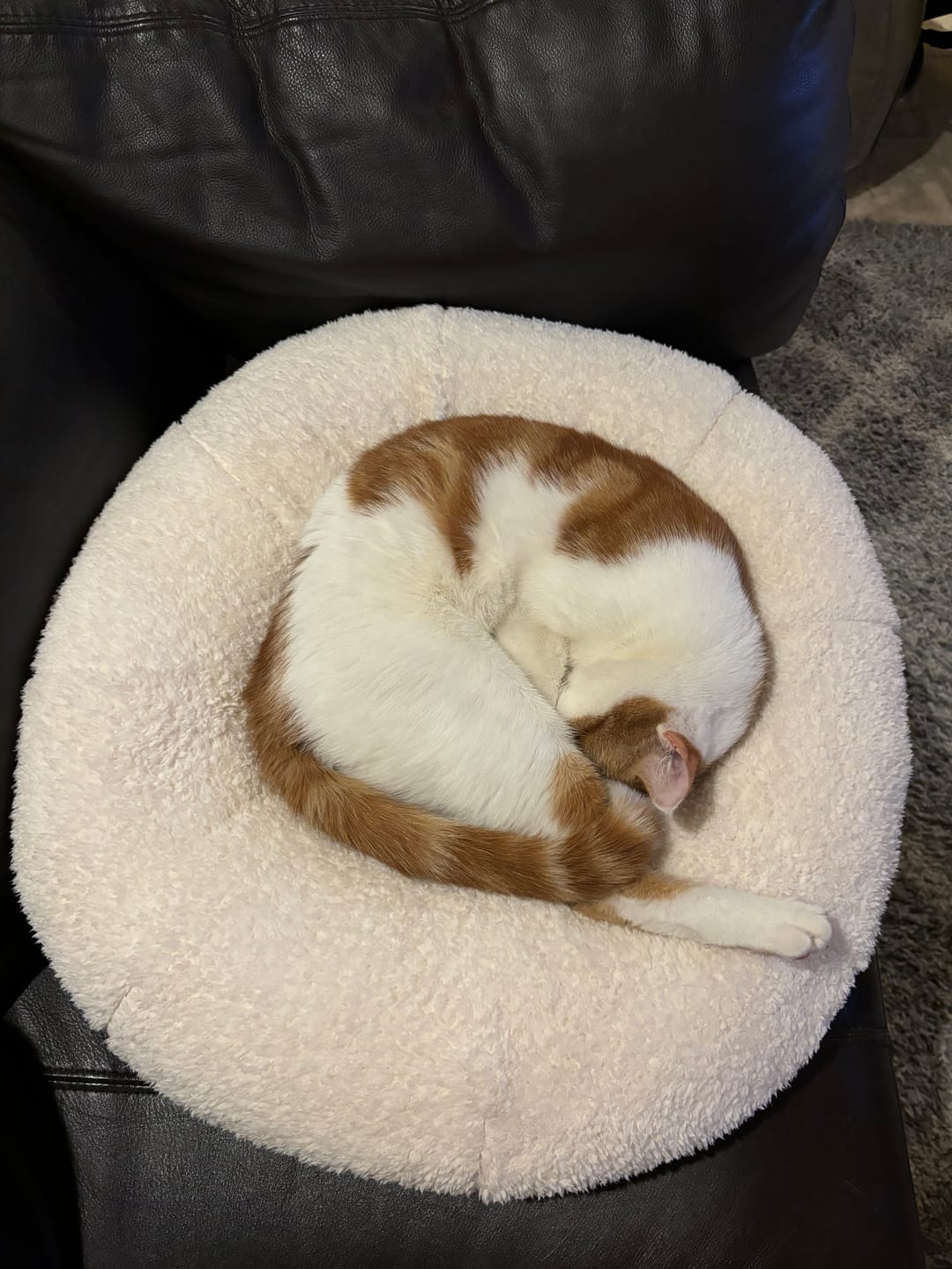Customer photo review of Marshmallow Pudding Bed