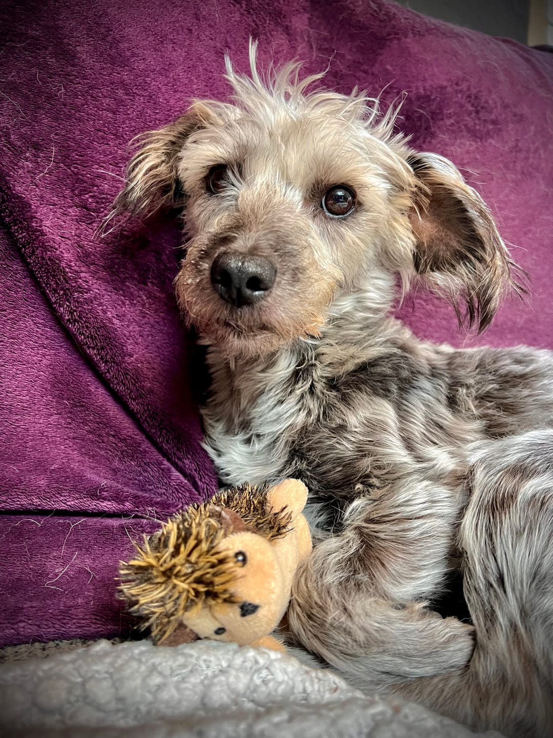 Customer photo review of Dentalmix für Hunde zur Zahnpflege und für frischen Atem