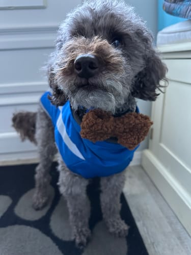 Customer photo review of Bow Tie - Vanilla Teddy