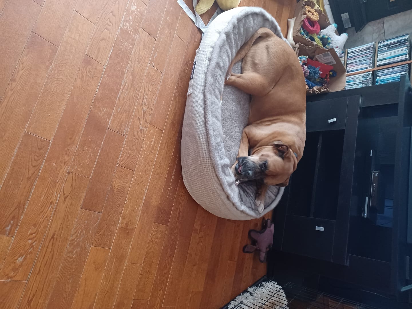 Customer photo review of 6 Inch Monster Braided Bully Stick