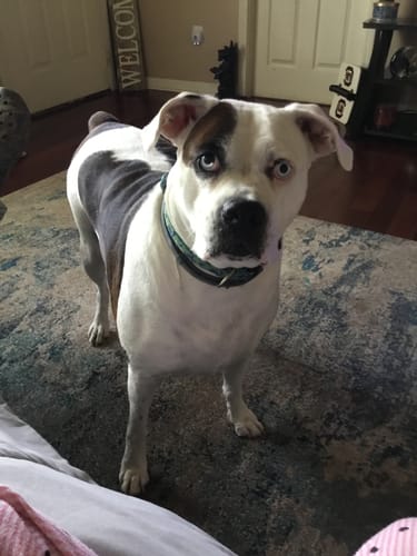 Customer photo review of Petsmont Buddy Guard Large Dog