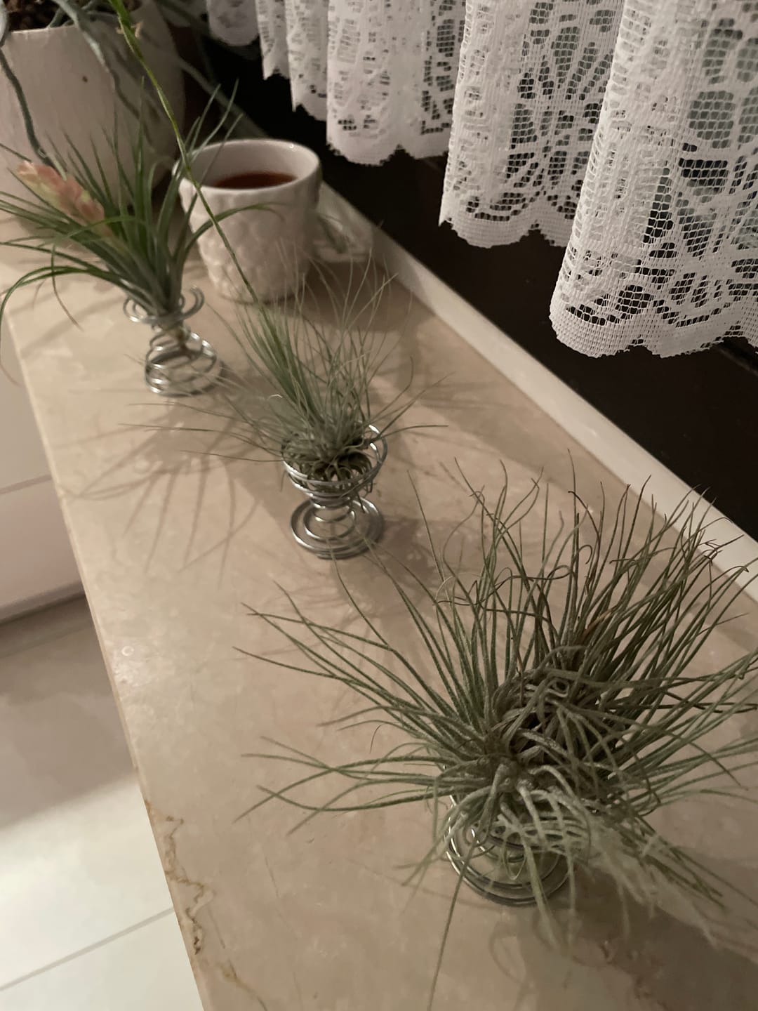 Customer photo review of Tillandsia argentea