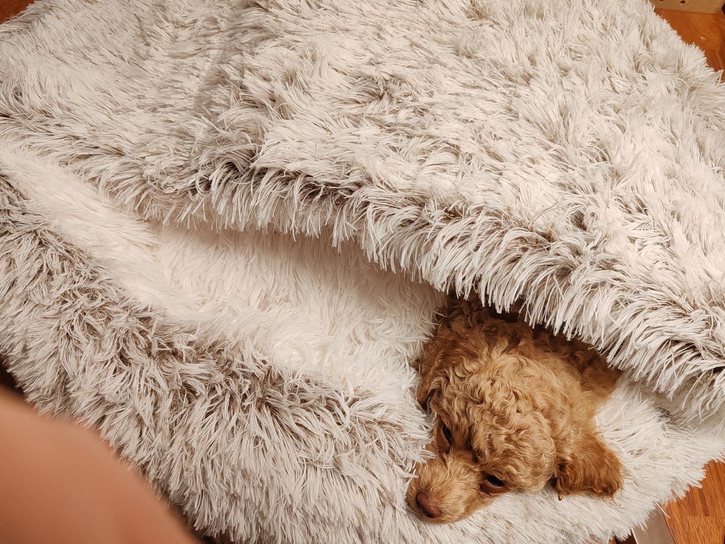 Customer photo review of CozyCave™ peti lemmikeille