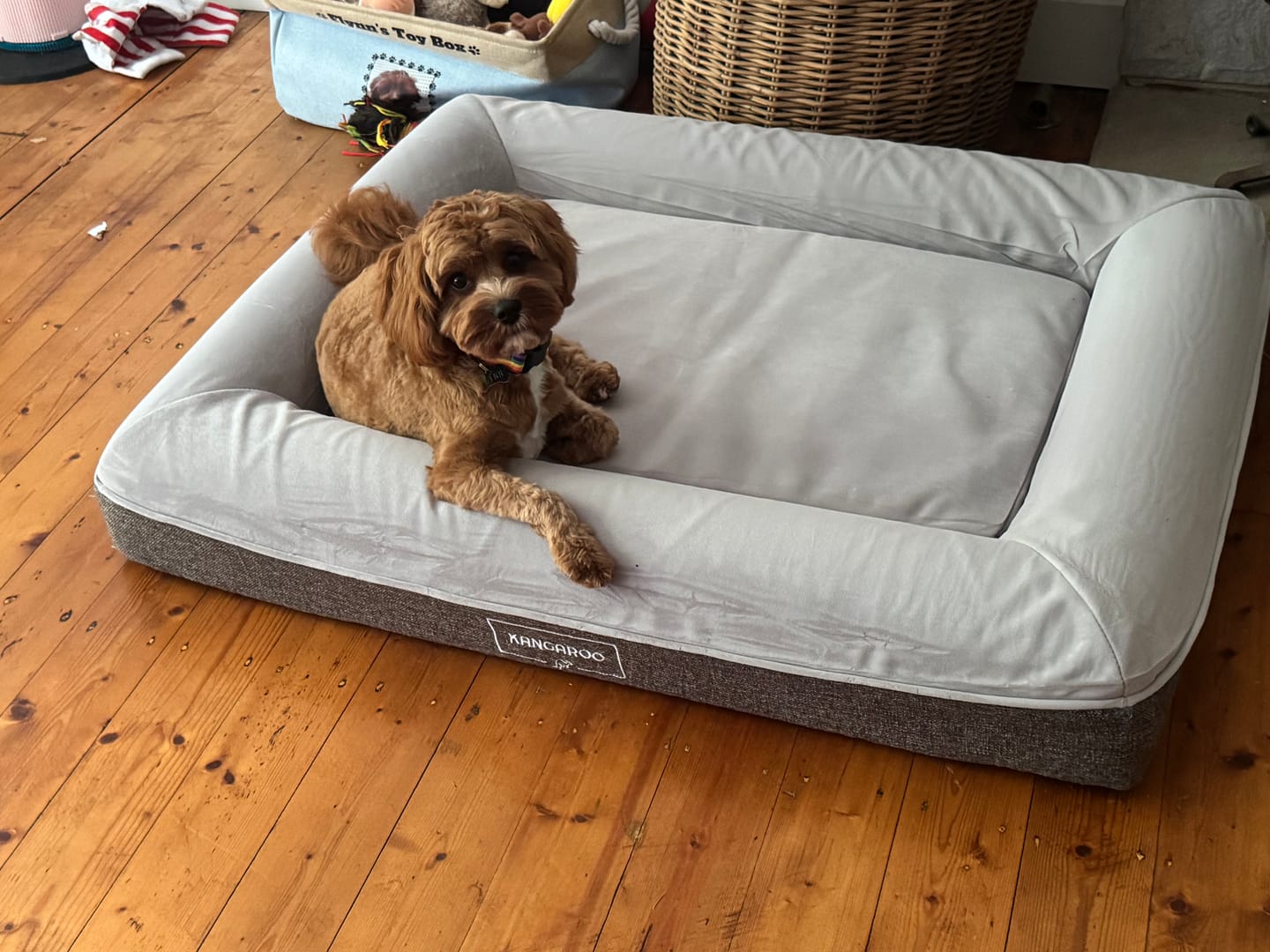 Customer photo review of Kangaroo Bed - Medium
