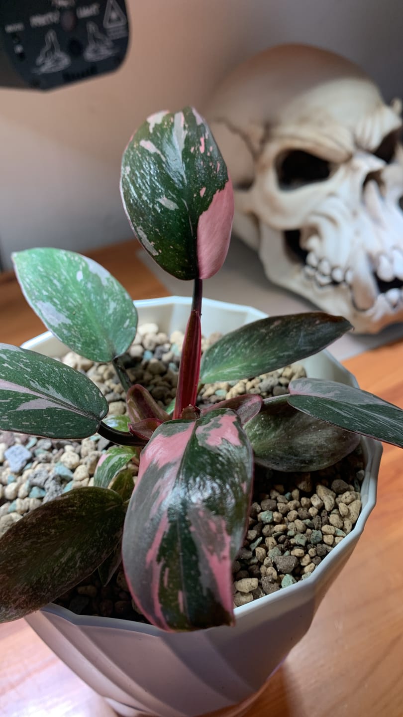 Customer photo review of PHILODENDRON PINK PRINCESS