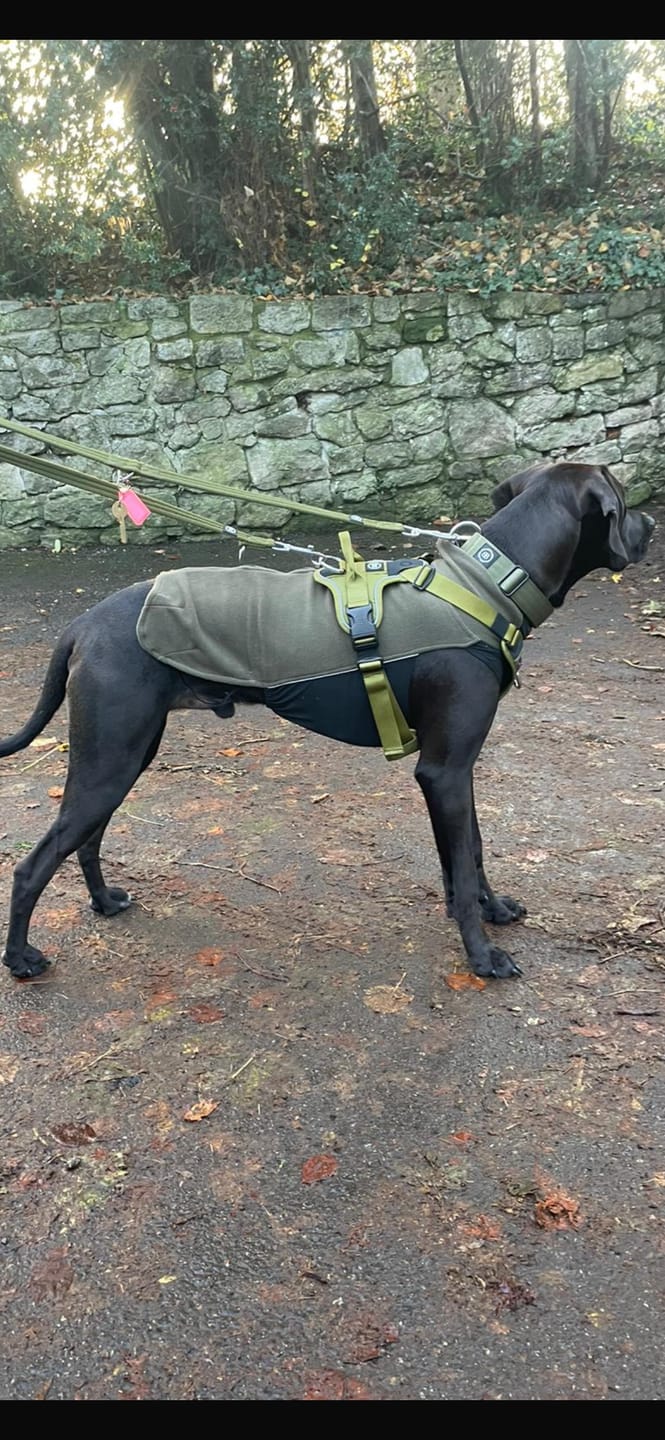 Customer photo review of Dog Tennis Ball's