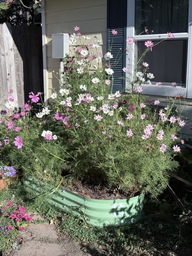 Customer photo review of Purple Top White Globe Turnip Seeds