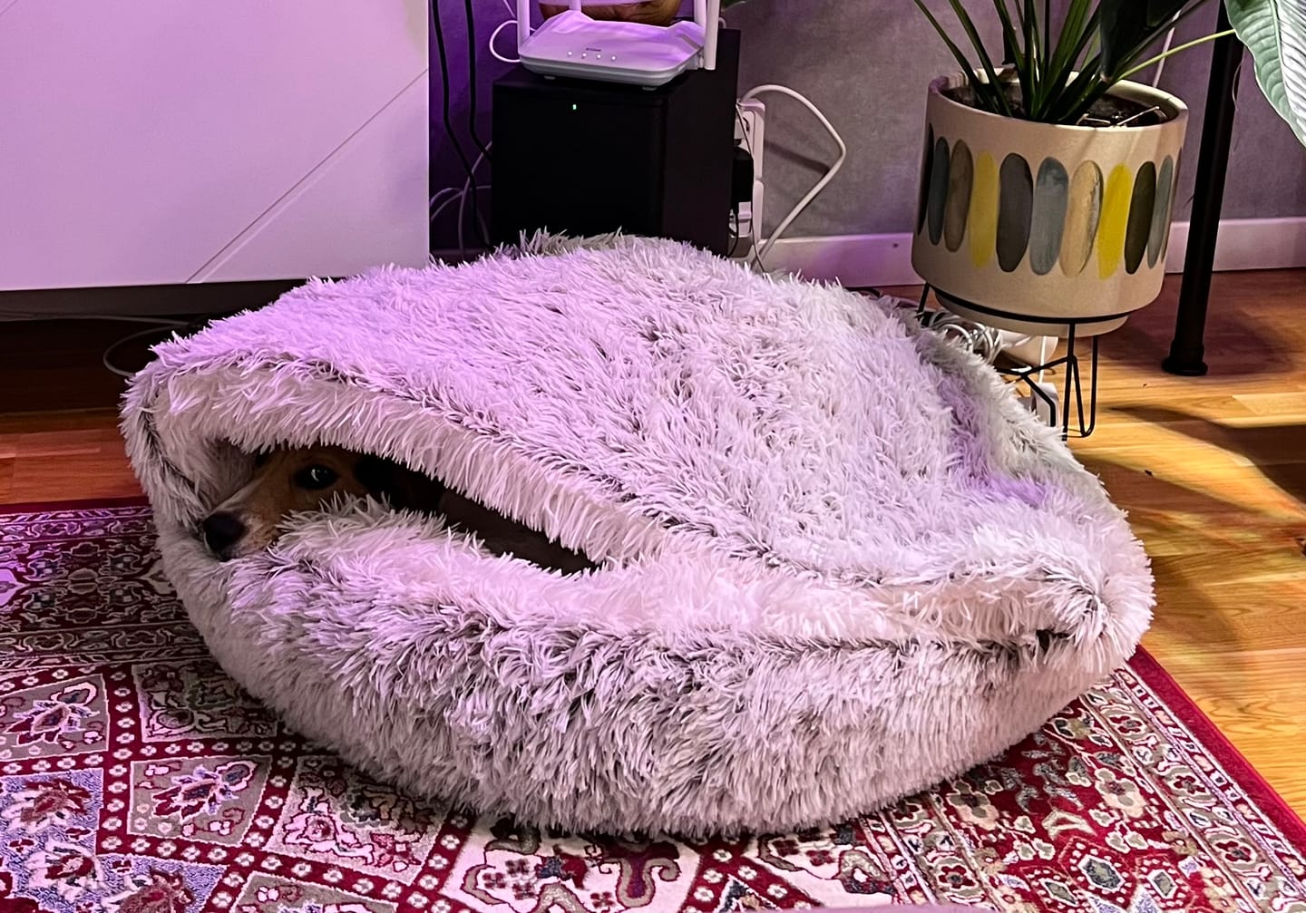 Customer photo review of CozyCave™ peti lemmikeille