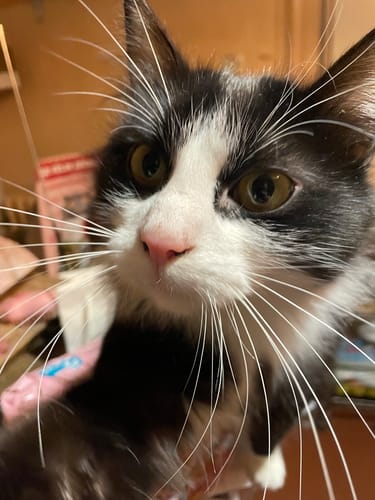 Avis photo d'un client sur Croquettes Chat Stérilisé Sans Céréales - Poulet