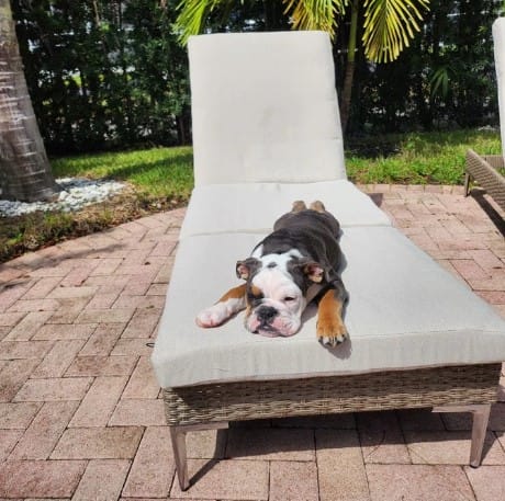 Customer photo review of Homrest 2PCs Patio Chaise Lounge Chair with Thickened Cushion, Beige